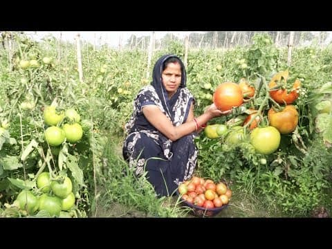 शाही टमाटर भरवा रसेदार II ये रेसिपी देखकर आप अपने घर पे जरूर बनाओगे, गारंटी Stuffed Tomato curry