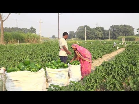 शिमला मिर्च आलू की टेस्टी सूखी सब्ज़ी अगर इस तरह से बनायेंगे तो खाते ही रह जायेंगे