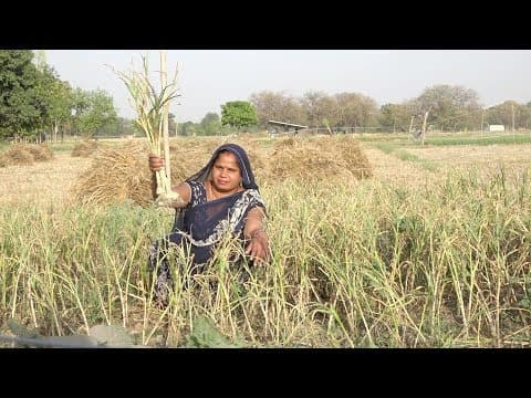 इस तरीके से बनाये ढाबा स्टाइल में पूरे लहसुन की सब्ज़ी एक बार खाये तो बार बार बनाए | Garlic ki sabji